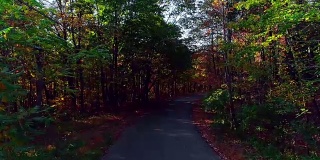 无人机低空视频。在树叶茂盛的秋天，沿着乡间小路穿过森林。科勒,宾夕法尼亚州,美国