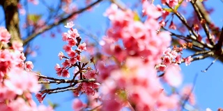 盛开的樱花或以蓝天为背景的樱花，从泰国进口的树木都在特殊项目中，保存完好，向公众开放，将在年初开花，选择性聚焦。