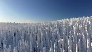 芬兰拉普兰航空镜头-大雪森林视频素材模板下载