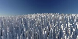 芬兰拉普兰航空镜头-大雪森林