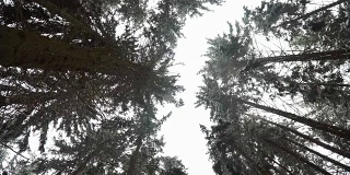 冬天松树林。镜头向上指向树冠。