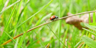 瓢虫从草地上起飞