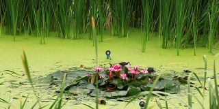白胸水禽在一个池塘的观点