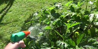 园丁手持水龙带喷雾器工具浇灌西葫芦蔬菜植株。FullHD