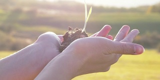 地球日的概念视频，女人的手拿着一棵植物