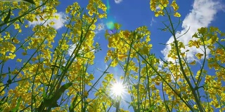 油菜花和太阳，从下面看