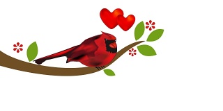 树上有花的红雀。情人节概念视频剪辑