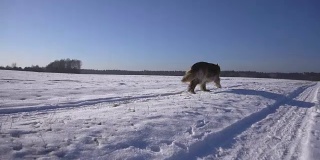 冬天在雪地里奔跑的狗(德国牧羊犬)。缓慢的运动。美丽晴朗的天气