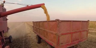 收割机把大豆卸到拖车上。平衡股票视频。