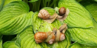 春天，六只花园里的蜗牛慢慢地爬过一片带露珠的玉簪叶