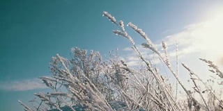 冬天阳光明媚的下午，田野上覆盖着白雪的草地