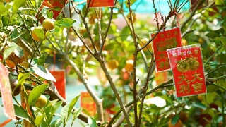 红包挂在树上在中国新年视频素材模板下载