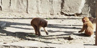 日本的猴子像人类一样行事