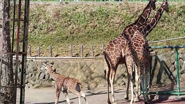 长颈鹿生活在自由之中