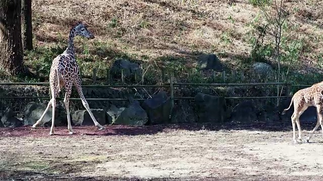 长颈鹿生活在自由之中