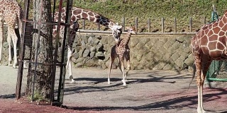 长颈鹿生活在自由之中