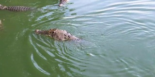 鳄鱼在绿色的沼泽水里游泳。泥泞的沼泽河。泰国。亚洲