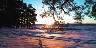 冬日的针叶林在夕阳下