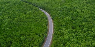 鸟瞰图的当地公路旅行与常青树在泰国