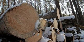 冬天阴天，路边堆着白雪覆盖着的一堆砍下来的树