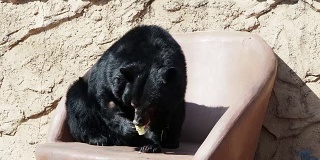 一只熊的行为就像一个人