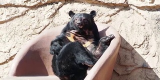 一只熊的行为就像一个人