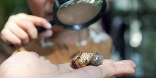 近距离观察手边的犀牛甲虫幼虫和亚洲女童用放大镜观察和学习甲虫幼虫。