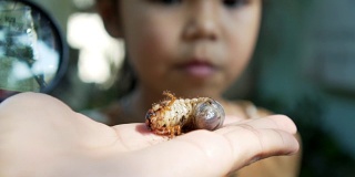 近距离观察手边的犀牛甲虫幼虫和亚洲女童用放大镜观察和学习甲虫幼虫。