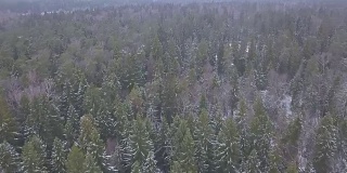 鸟瞰图，低空飞行在雪域云杉森林的冬天。夹。鸟瞰图的冬季背景与积雪覆盖的森林