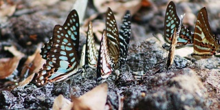 蝴蝶在khao yai国家公园地面4k