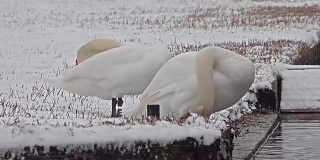 暴风雪中的天鹅，天鹅座