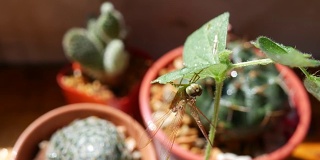蜻蜓挂在幼小的植物上，仙人掌为背景