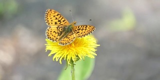 夏日森林里，一只橙色的蝴蝶停在蒲公英花上
