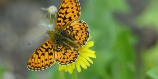 夏日森林里，一只橙色的蝴蝶停在蒲公英花上