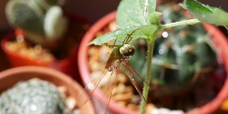 蜻蜓挂在幼苗上，仙人掌为背景，放大