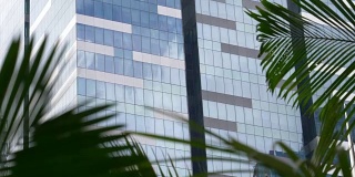 近:沙沙作响的棕榈树叶子挡住了高层办公楼的视线