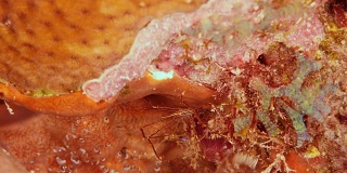 近距离的箭蟹珊瑚作为一部分的珊瑚礁在加勒比海库拉索岛周围