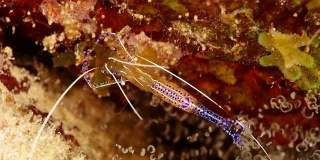 在库拉索岛附近潜水的加勒比海珊瑚礁海葵上的清洁虾的特写
