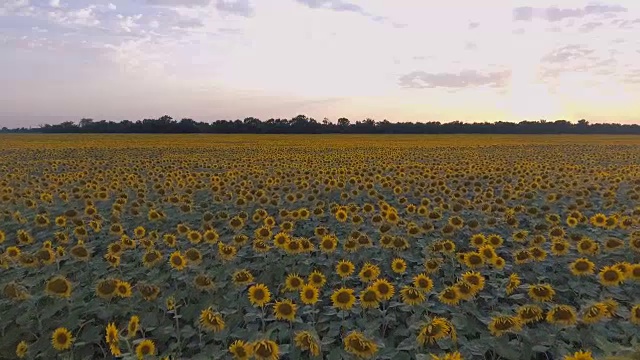 在夕阳中飞过向日葵田。美丽的背景和纹理