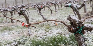 白雪覆盖的葡萄园，波尔多葡萄园