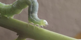 一条绿色的毛虫在叶柄上爬行