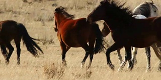 一群马在秋天的大草原上奔跑