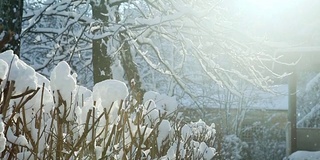 冬天的阳光透过被雪覆盖的树照进来