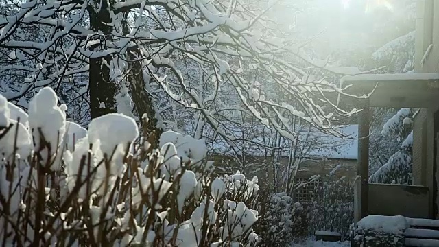 冬天的阳光透过被雪覆盖的树照进来