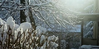 冬天的阳光透过被雪覆盖的树照进来