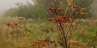 干枯的茎上挂着带露珠的蜘蛛网