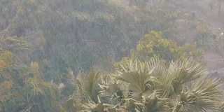 非常强的热带阵雨墙。棕榈树和雨水中的树木