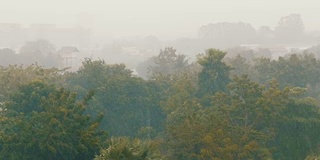 非常强的热带阵雨墙。棕榈树和雨水中的树木