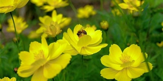 蜜蜂在花粉中发现蜜露的视频