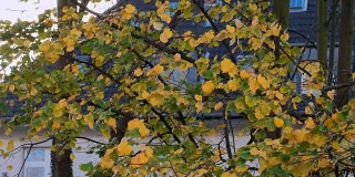 秋叶在微风中在白桦树枝上飘动。秋叶在秋风中摇曳